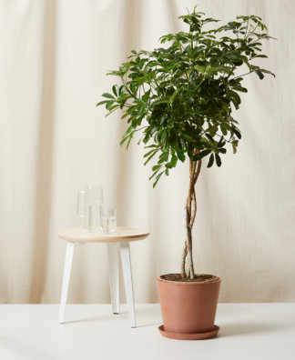 Schefflera Arboricola