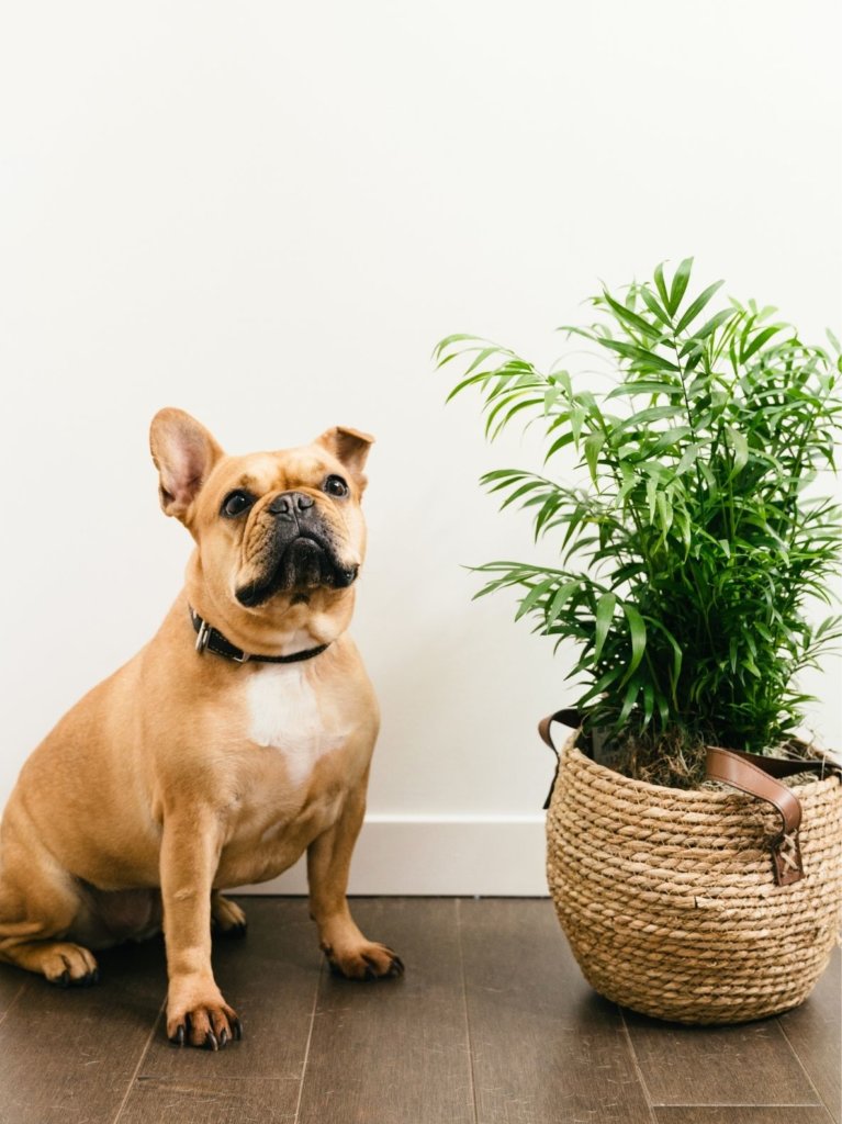 Pet-Friendly Plants